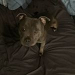 Steven Winter - @stevestavoross - Instagram