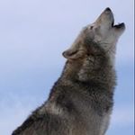 Steven Witte - @steven_witte - Instagram