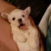 cute puppies - @stevieallison5 - TikTok