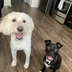 Stevie & Cooper - @stevieandthedoo - Instagram
