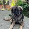 Stevie Fox - @stevie.fox - TikTok