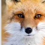Stevie fox - @steviefox58 - Instagram