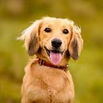 Stevie the Mini Dachshund - @longdogstevie - Instagram