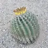 freeappetizer - @stevie.roy3 - TikTok