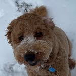Stevie Roy - @stevieroydoodle - Instagram