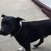 Stevie-roy - @not.tamma - TikTok