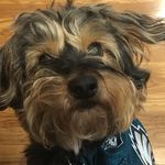 Stevie Schaefer - @steviethedogfanclub - Instagram