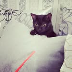 Stevie Shepard - @stevieprimo - Instagram