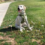 Stevie Styles🐕🌟 - @steviestyles_thelab - Instagram