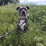 Stevie Thompson - @steviethompson2629 - Instagram