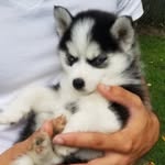 Stevie Yoder - @designer_pomskies - Instagram