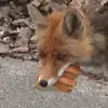 Fox - @foxstew - TikTok