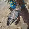 Stewart Kemar - @stewart.kemar - TikTok
