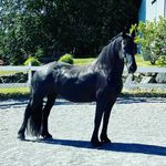 Michelle Stewart Lambert - @elsathefriesian - Instagram