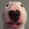 Stewart Sinclair - @stewartsinclair - TikTok
