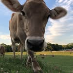 Stormfield Swiss - @stormfieldswiss - Instagram