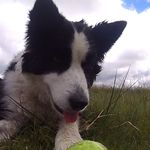 Storm Russell - @st.orm__thecollie - Instagram
