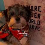Stormi Davis - @stormi.themorkie - Instagram