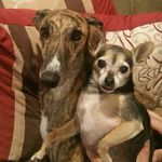 Bella & Stormy - @bellathechi_stormythegrey - Instagram