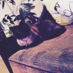 Stormy Bell McElyea - @kitty.korner03 - Instagram