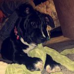 Stormy Lee 🐾 - @stormy_lee.thepitbull - Instagram