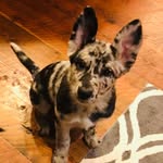 Stormy Rose - @stormy_rose_the_dog - Instagram