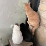Howard🤍 Stuart🖤 Hugo💛 - @howard.stuart.hugo - Instagram