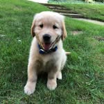 stu reese - @365daysofstu - Instagram