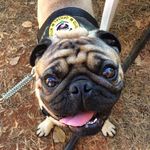 Stuart Bacon | Meg | Dep 🐾 - @pugstuart - Instagram
