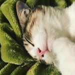 Stuart Black - @stuartblack_thecat - Instagram