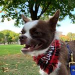 Stuart Burgess - @stuartburgessthedog - Instagram