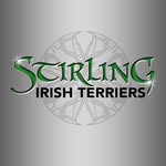 Stuart Cartwright - @stirlingirishterriers - Instagram
