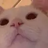 Stuart Clinton - @stuartclinton - TikTok