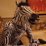 Stuart Collier - @stuartscollier - Instagram