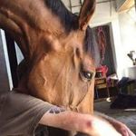 Stuart Dodds - @stuartdodds1963 - Instagram