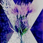 Stuart Dryburgh - @scottishstuart00 - Instagram