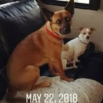 Stuart & Duke - @roxy_kenyon - Instagram