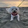 Stuart English Italy (Naples) - @stuart_eng.ita.maltese - TikTok