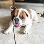 Stuart The English Bulldog - @savingstuart - Instagram