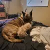 stuartdennisii - @stuartdennisii - TikTok