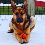 Stuart Evans - @alaskadog - Instagram