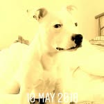 Stuart Field (spakoo7) - @tysonthewhite - Instagram