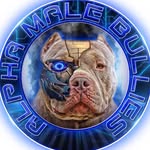 Stuart Fuller - @alpha_male_bullies - Instagram