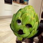 Stuart Gibbs - @bart.bustigs - Instagram