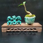Stuart Grierson - @the_bonsai_boy - Instagram