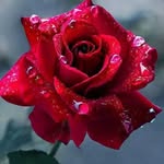 Stuart khan - @stuartkhan77 - Instagram