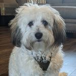 Havanese Finn Stuart Kramer - @havafinn - Instagram