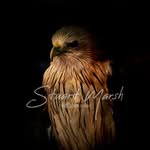 Stuart Marsh - @smphotographyuk - Instagram