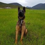 Stuart Mcdowell - @nala.k9 - Instagram