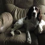 Stuart Melvin - @studogmelvin - Instagram